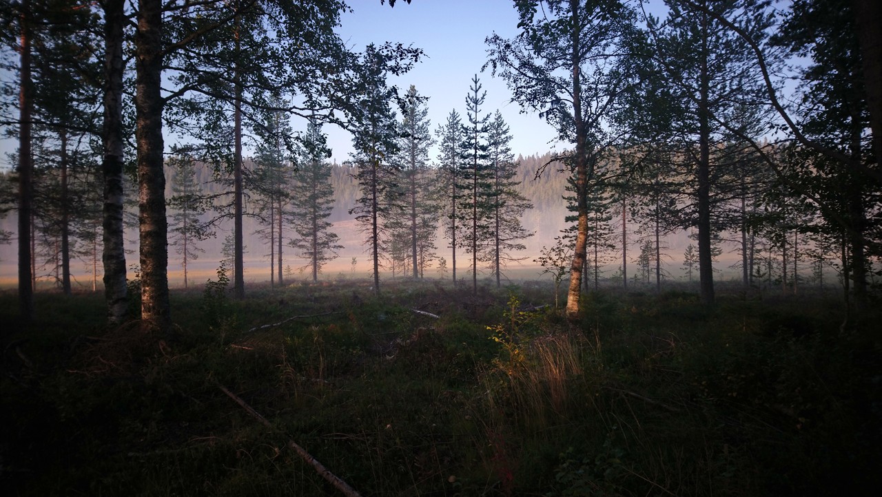 Klicka på bilden för större version

Namn:		smågan morgon.jpg
Visningar:	201
Storlek:		323,2 KB
ID:		7883
